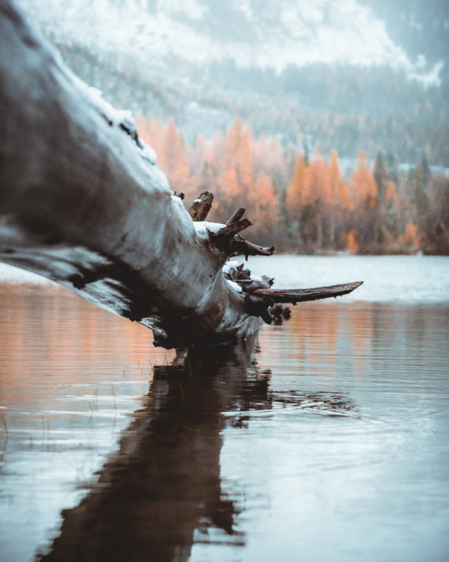fallen tree in the lake of derborence